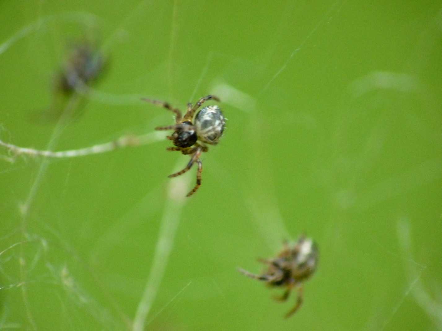Cyrtophora citricola